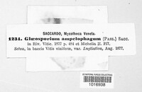 Elsinoe ampelina image